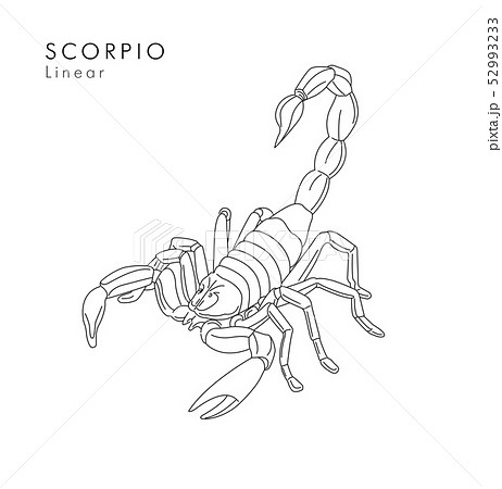 Scorpion Linear Illustration Or Tattoo Sketch のイラスト素材