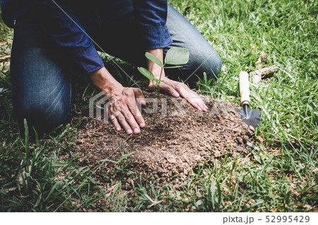 World environment day reforesting, Hands of young World environment day reforesting, Hands of young 52995429