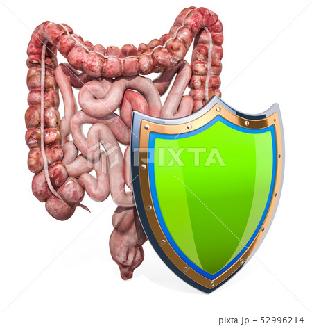 Human intestines with shield, bowel protection Human intestines with shield, bowel protection 52996214
