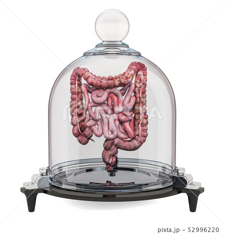 Human intestines covered by glass bell Human intestines covered by glass bell 52996220