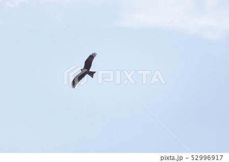 A brown eagle soaring against blue sky 52996917