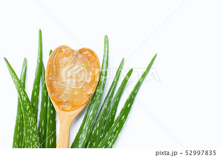 Aloe vera is a popular medicinal plant for health 52997835