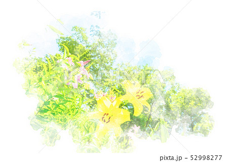 初夏のユリ　水彩画風 52998277