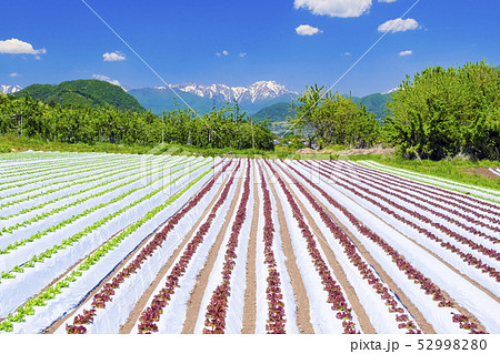 高原レタスと谷川岳 高原レタスと谷川岳 52998280