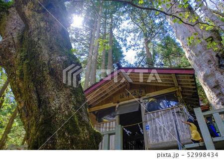 神坂神社と巨木 52998434