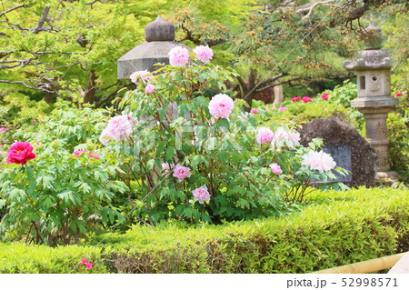 牡丹の花 牡丹の花 52998571