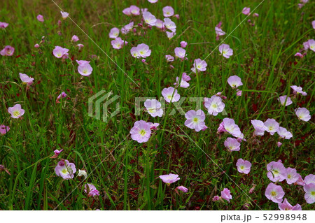 ヒルガオ 52998948