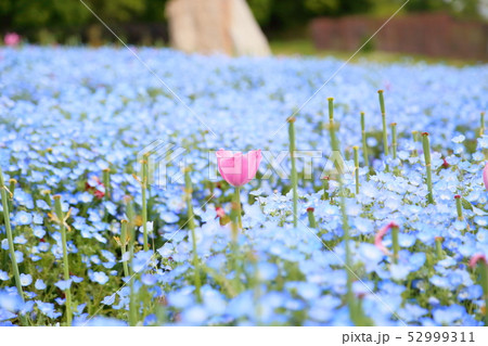 ピンクのチューリップの花 ピンクのチューリップの花 52999311