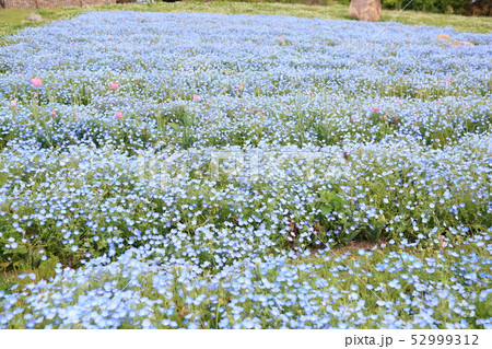 ネモフィラの花 52999312