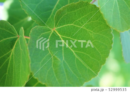 風景　若葉　ハート型　カツラの葉　春　爽やか　杤木 52999535