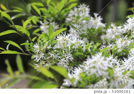 なんじゃもんじゃの花（ヒトツバタゴ） 53000161