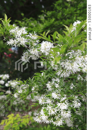 なんじゃもんじゃの花（ヒトツバタゴ） 53000163