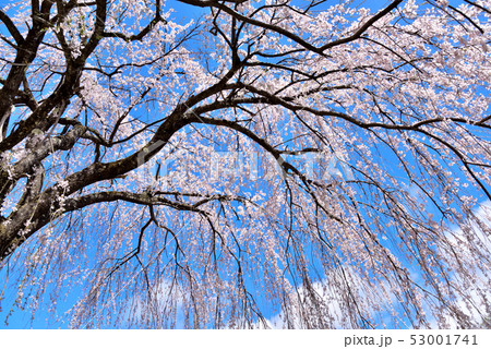満開のしだれ桜と青空 53001741
