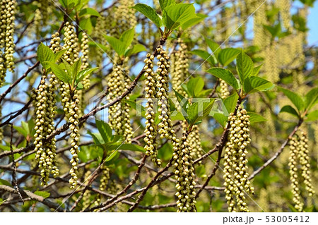 春に咲くハチジョウキブシの花 春に咲くハチジョウキブシの花 53005412