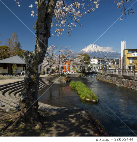 Fujisan Honguu Sengen Shrine and Cherry Blossom Fujisan Honguu Sengen Shrine and Cherry Blossom 53005444
