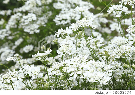 オルレア ( or オルラヤ）の花 53005574