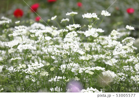 オフレア ( or オルラヤ）の花 53005577
