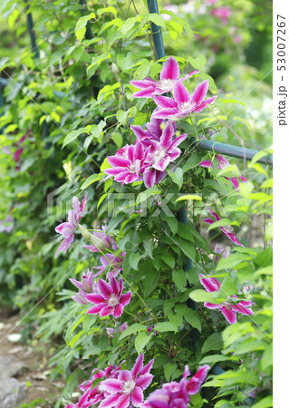 クレマチス（鉄仙）の花 53007267