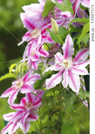 クレマチス（鉄仙）の花 53007273
