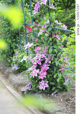 クレマチス（鉄仙）の花 53007297