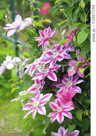 クレマチス（鉄仙）の花 53007298