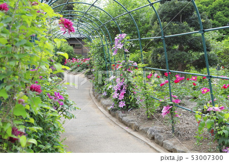 クレマチス（鉄仙）の花 53007300