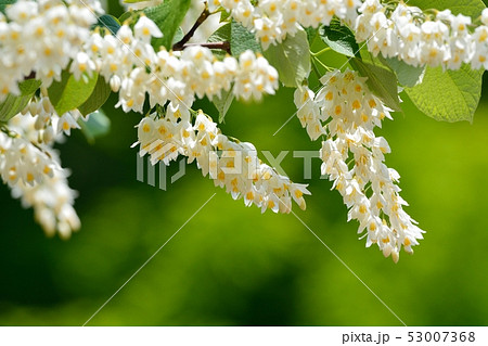 ハクウンボク(白雲木)の花 ハクウンボク(白雲木)の花 53007368