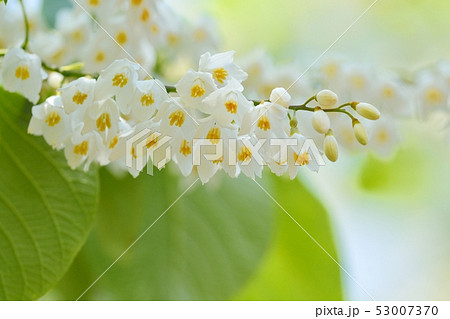 ハクウンボク（白雲木）の花 53007370