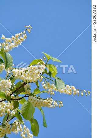 ハクウンボク（白雲木）の花 53007382