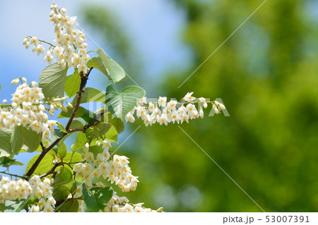 ハクウンボク（白雲木）の花 53007391