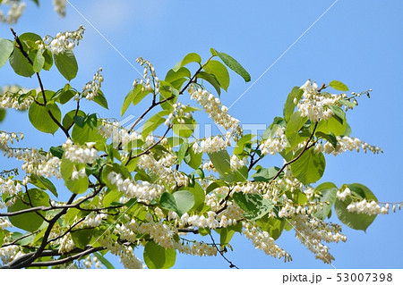 ハクウンボク（白雲木）の花 53007398