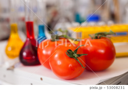 Tomatoes on table with lab equipment Tomatoes on table with lab equipment 53008231