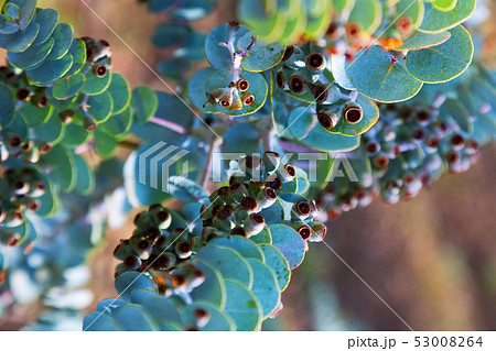 Eucalyptus krueseana plant 53008264