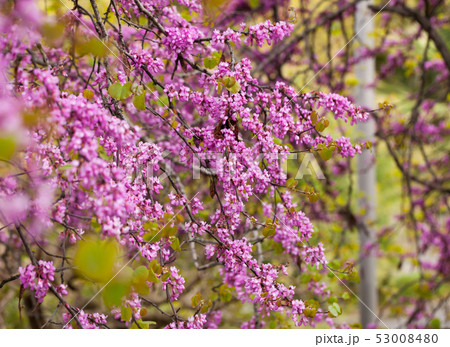 Blossoming of purple cercis siliquastrum at sunny day, nobody 53008480