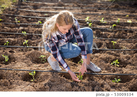 Female working with sprouts 53009334