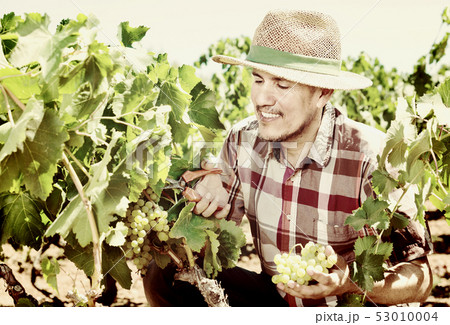 Latino man picking ripe grapes on vineyard 53010004