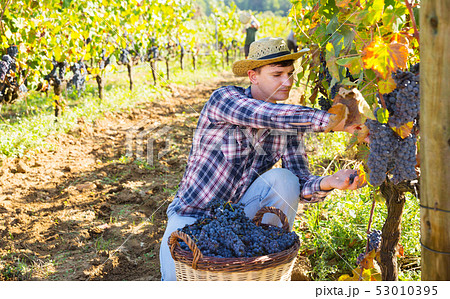 Man gathering harvest of purple grapes 53010395