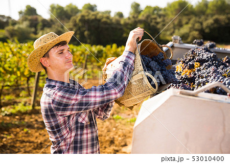 Farmer pouring grapes from basket in truck 53010400