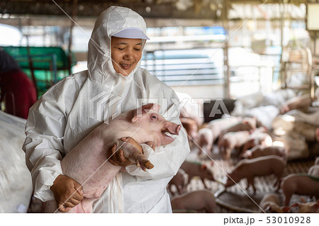 Asian veterinarian holding for moving the pig in hog farms, animal and pigs farm industry 53010928