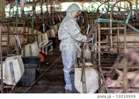 Asian veterinarian working and checking the baby pig in hog farms, animal and pigs farm industry Asian veterinarian working and checking the baby pig in hog farms, animal and pigs farm industry 53010939