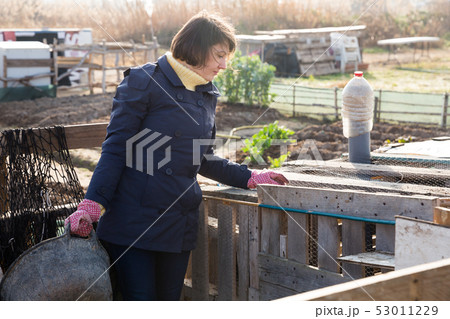 Woman working in henhouse Woman working in henhouse 53011229