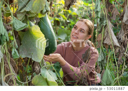 Female worker holding zucchini vegetable 53011887