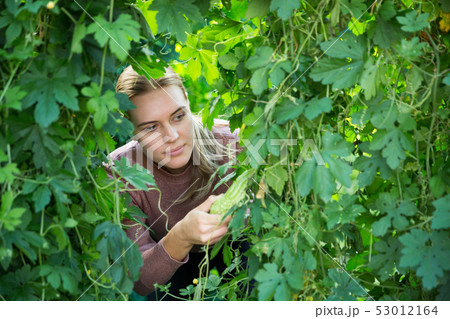 Farmer supervising growth of bitter cucumber 53012164