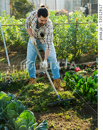 Man gardening with rake at farm Man gardening with rake at farm 53012617
