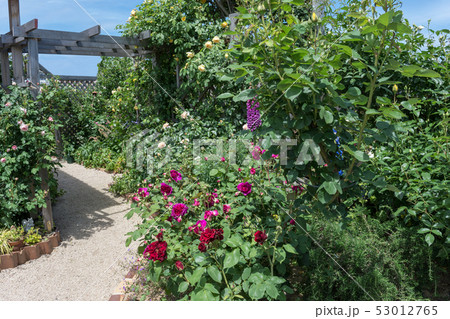 一般住宅のバラ園 一般住宅のバラ園 53012765