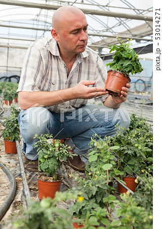 Farmer checking tomato plants 53014271