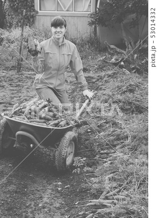 woman with harvested carrot 53014332