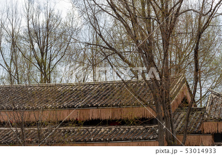 中国 チャイナ 磁器 53014933