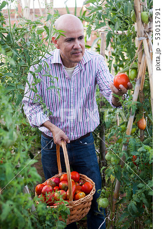 Man harvesting tomatoes 53015791