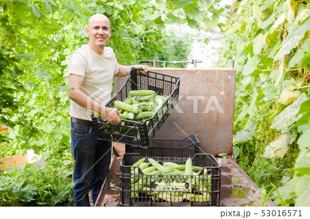 Man harvesting bitter gourd Man harvesting bitter gourd 53016571